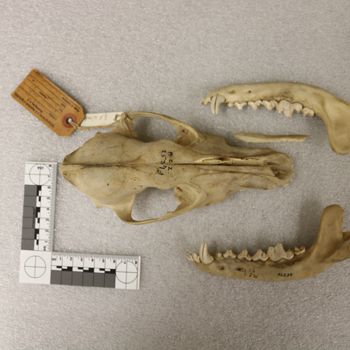 Media type: image;   Mammalogy 25372 Description: Image of skeleton specimen - dorsal view. dorsal view of skull.;
